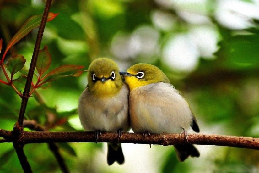 Cute Little Birds HD Desktop Wallpaper