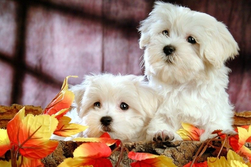 free cute puppy wallpapers wallpapersafari