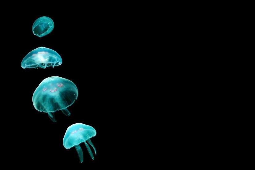 Black minimalistic animals jellyfish wallpaper