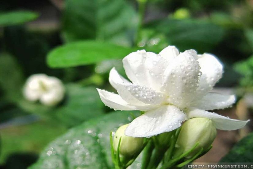 Beautiful Jasmine Flower Wallpaper image