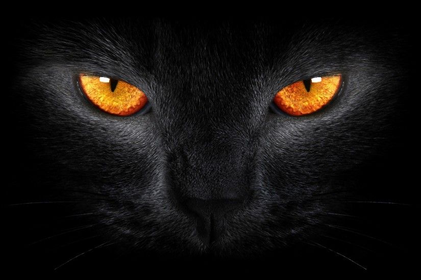 Tags: Black Cat ...