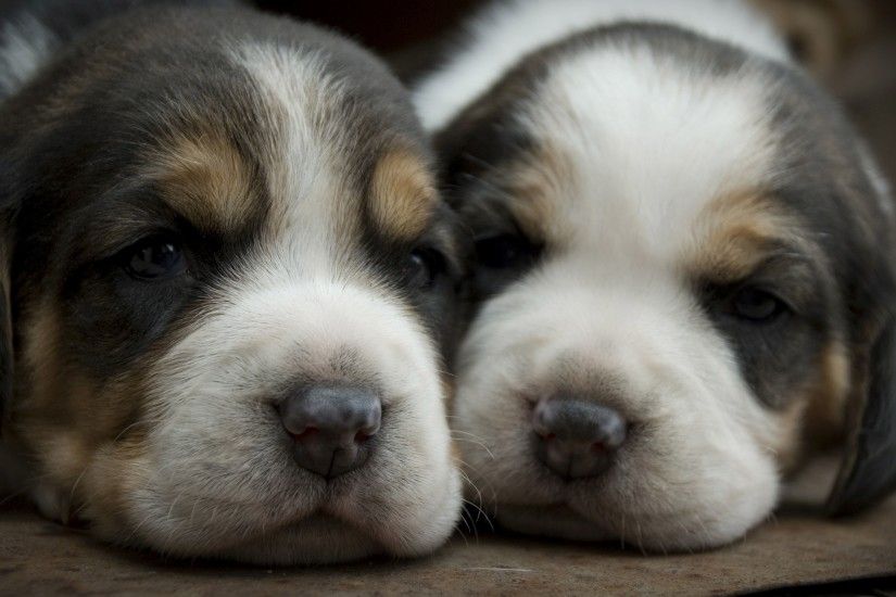 ... Beagle puppies HD Wallpaper 3840x2160
