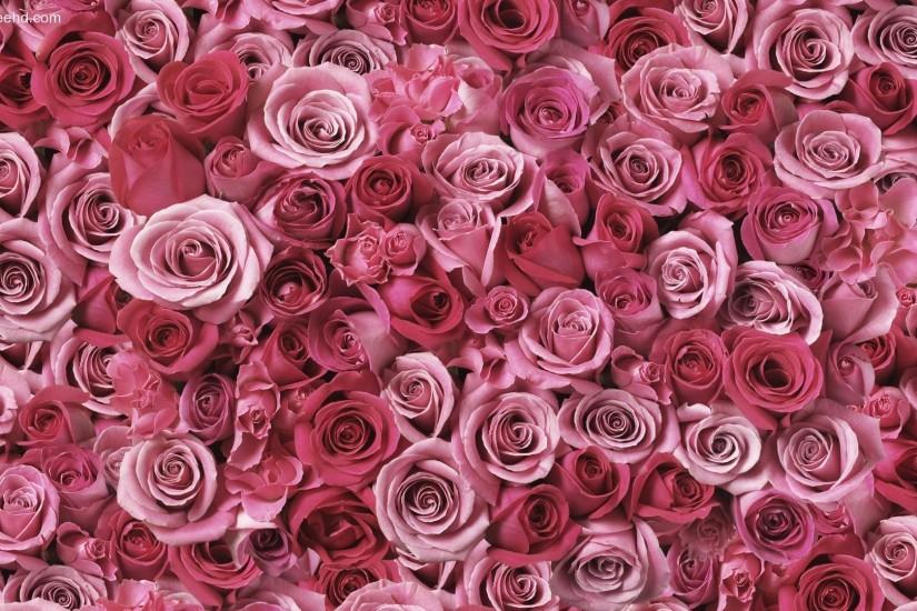 Pink Rose HD Wallpaper #133