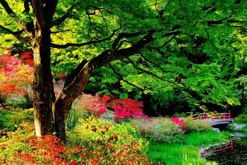 Man Made - Japanese Garden Garden Bridge Leaf Tree Flower Shrub Colorful  Wallpaper