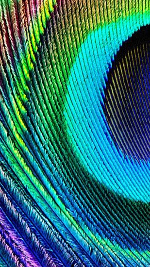 ... Peacock feather 2 iPhone 6 plus Wallpaper ...