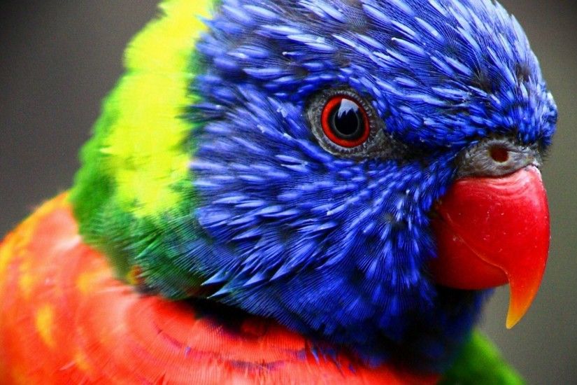 parrot hd photos and computer desktop background desktop wallpapers high  definition monitor download free amazing background photos artwork  1920Ã1080 ...