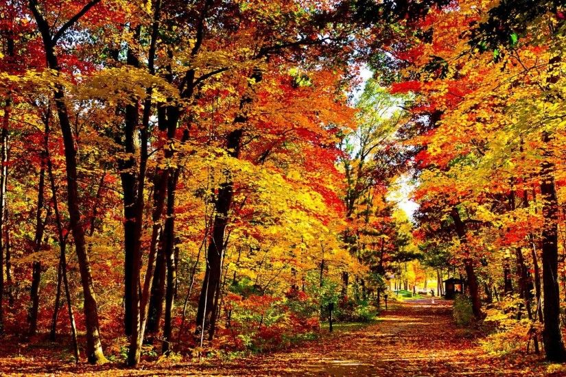 Showing posts & media for Fall leaves scenes wallpaper | www .