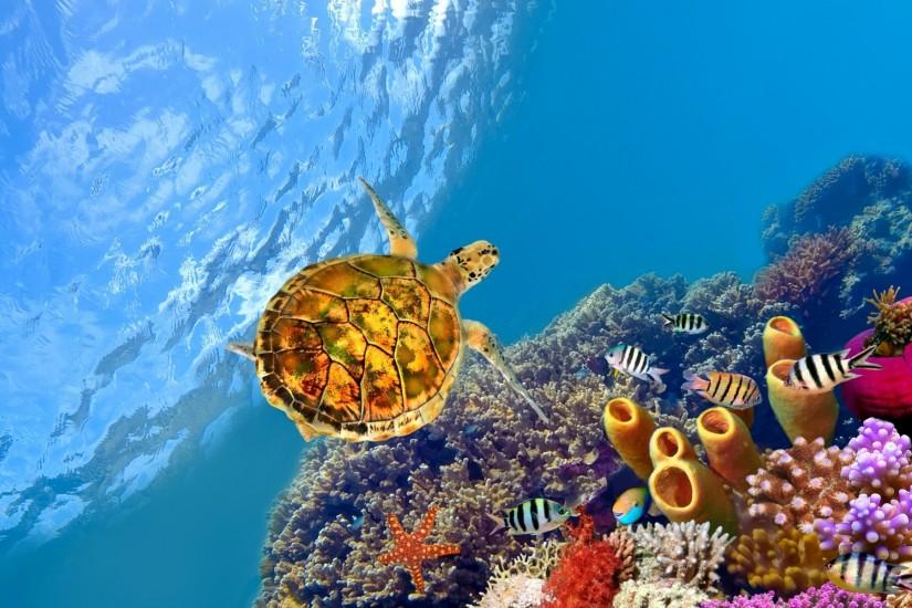 Sea Turtle Wallpapers Desktop Background Free Download Wallpapers  Background 1920x1200 px 1,012.85 KB Animal Cute Cartoon