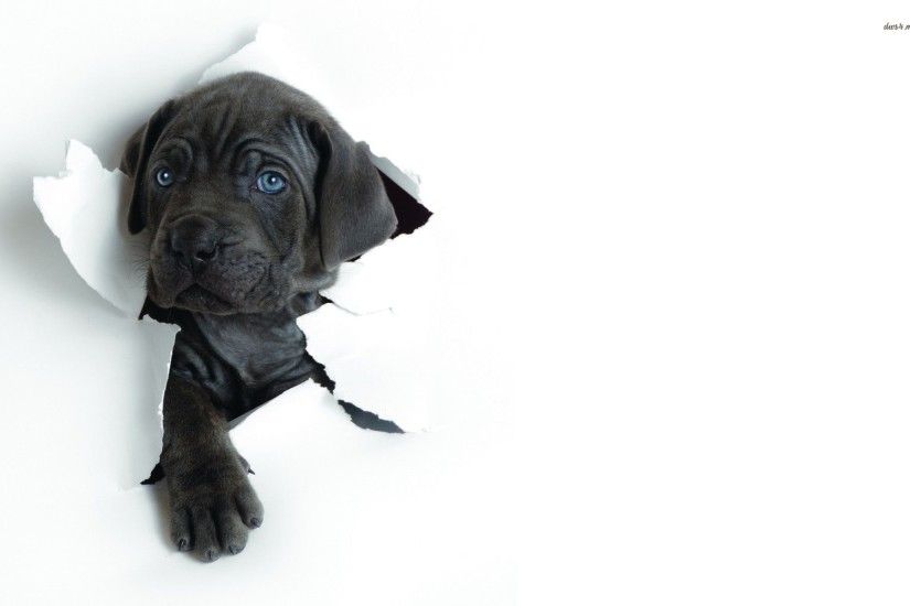 Black Lab Puppy Wallpaper Desktop black labrador puppy wallpaper