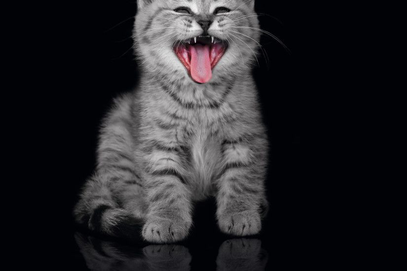 2048x2048 Wallpaper kitten, crying, open mouth, dark background