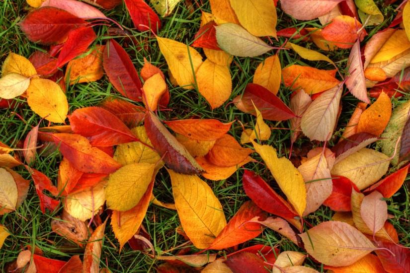 Autumn Leaves Wallpaper Hd Autumn leaves