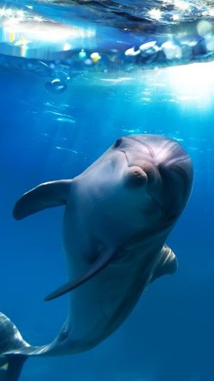 Dolphin Wallpapers - Pets Cute and Docile Hd Animal Wallpapers, Cute, Pets,  Hairy, Widescreen, High .