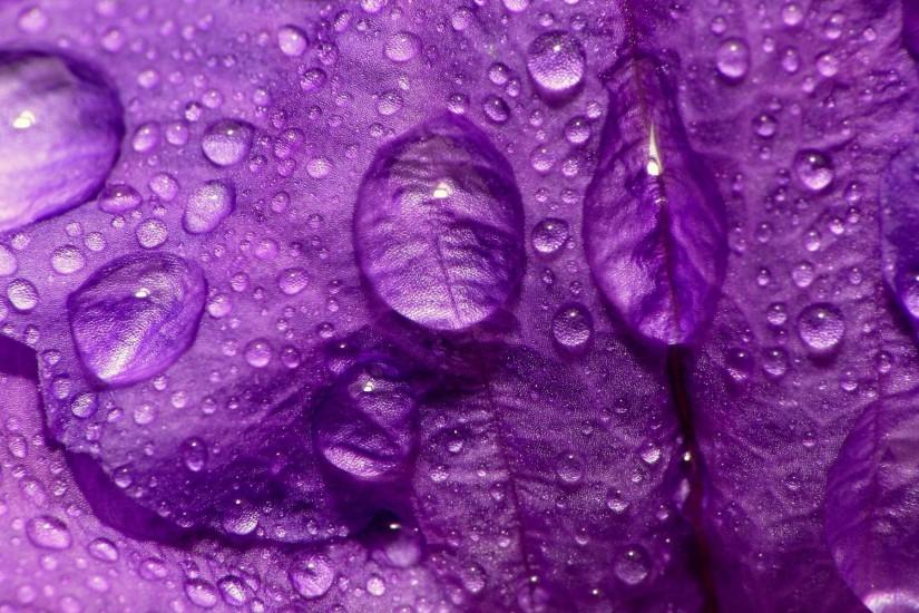 Wallpapers For > Lavender Color Wallpaper Hd