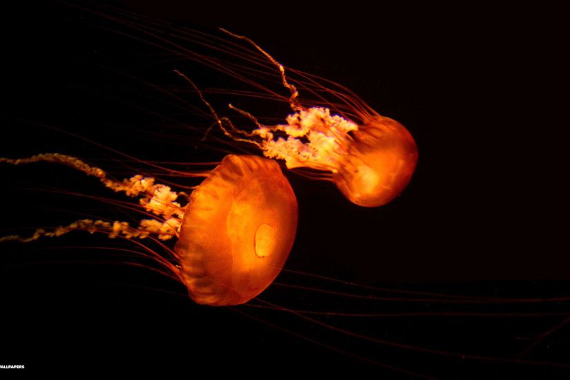 bright orange jellyfish black background
