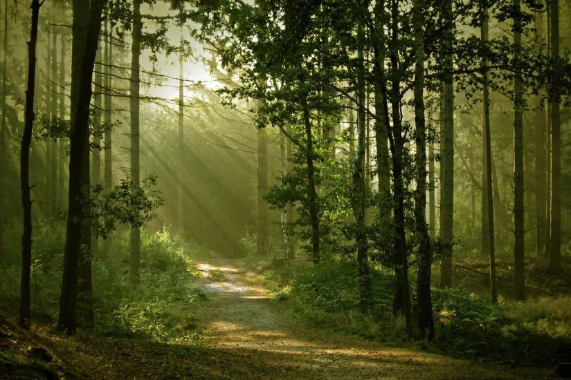 landscape, Nature, Anime, Trees, Forest, Path, Sun Rays, Dirt Road  Wallpaper HD