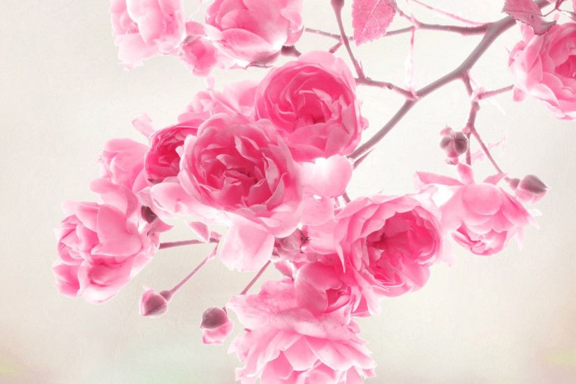 By Estela Minier V.959: Amazing Pink Roses Pictures & Backgrounds