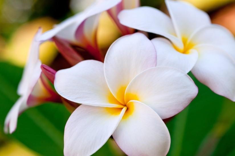 Hawaiian Flowers On The Beach Wallpaper Hawaiian flowers
