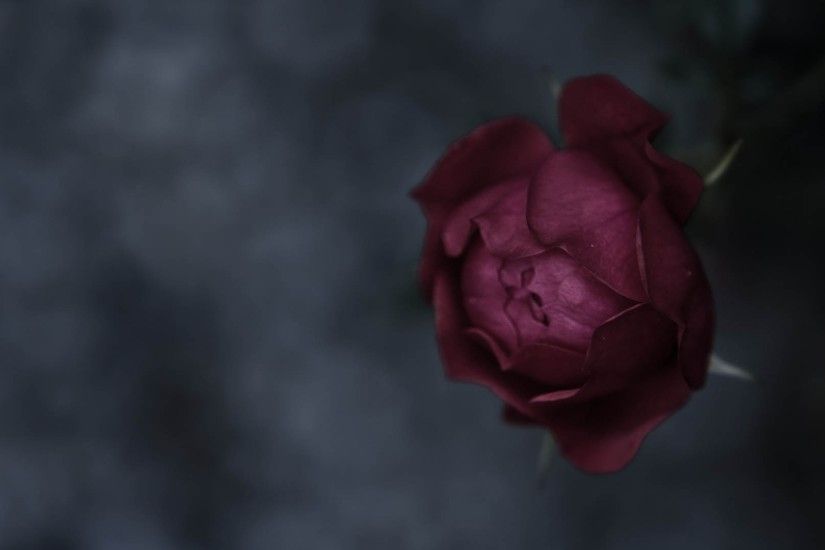 1920x1080 Wallpaper rose, flower, black, colored