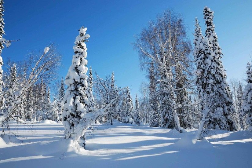 Nature Snow Trees Landscapes Winter Wallpaper Desktop Beauty