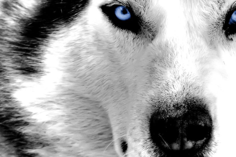 Download Wallpaper 3840x2400 Arctic wolf, Dog, Muzzle Ultra HD 4K .