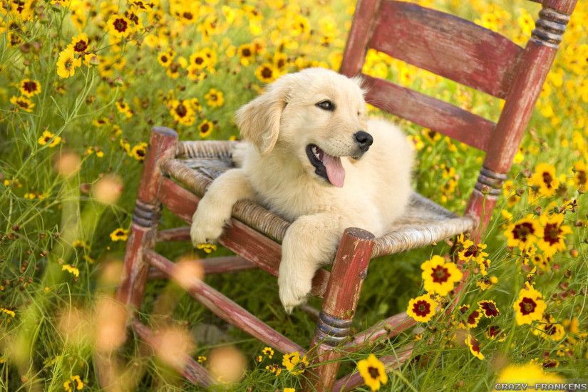 Spring Animal Wallpapers | The Art Mad Wallpapers