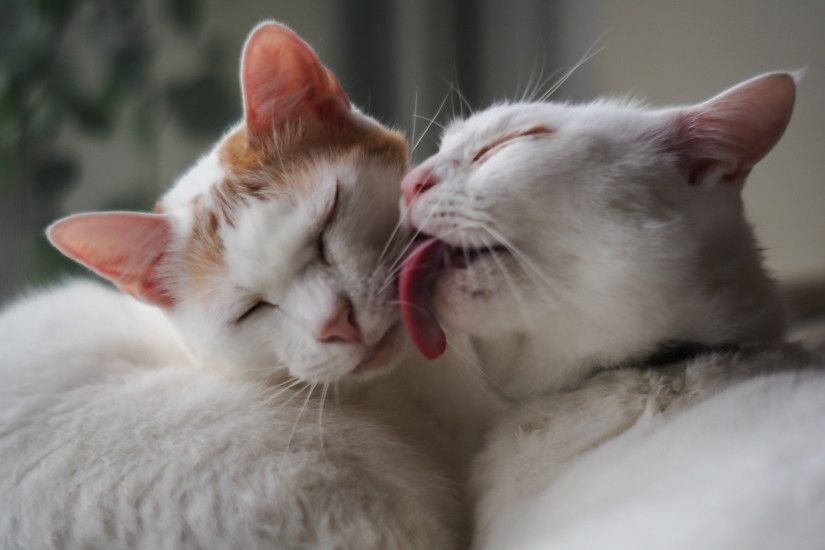 White cat is licking another cat