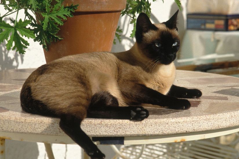 siamese cat resting on table top