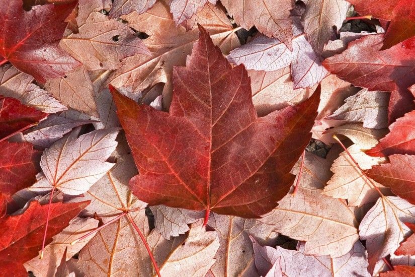 Preview wallpaper canada, flag, leaves, maple, cool 1920x1080