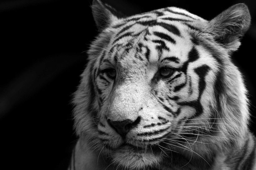 beautiful white tiger wallpapers dowload desktop beautiful white tiger .