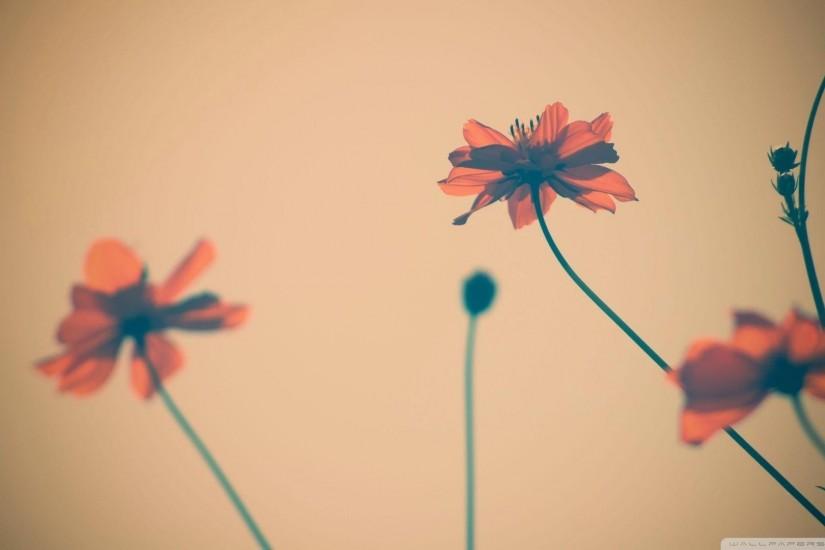 6. flower background tumblr wallpaper6
