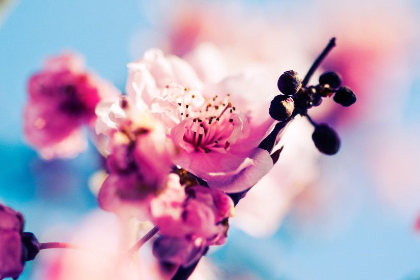 HD Wallpaper Spring Background