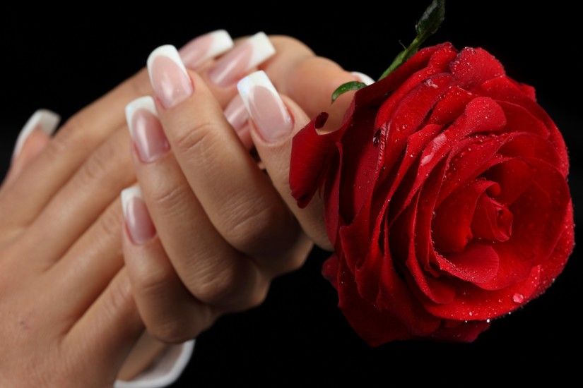 top-red-flower-rose-in-hand-free-wallpaper-