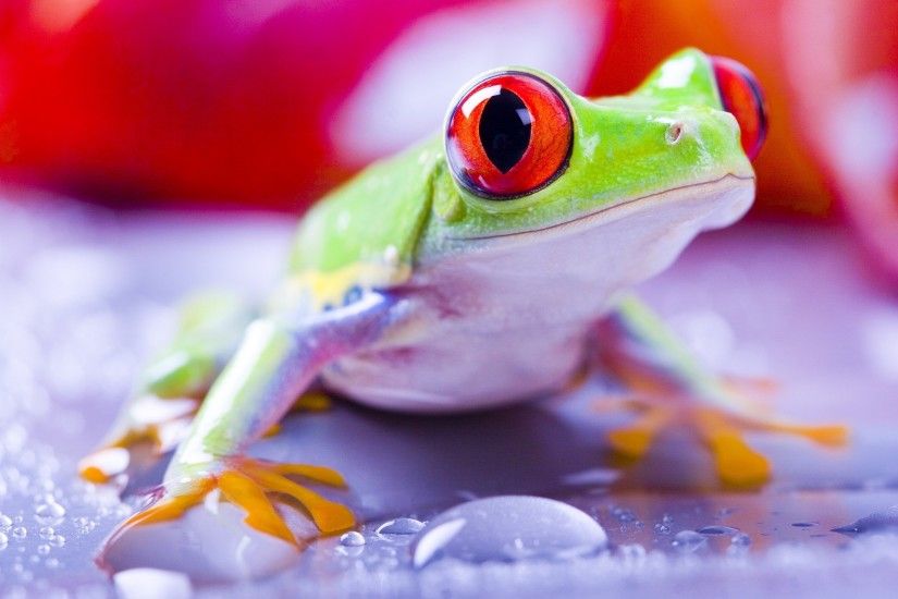 1858073, free wallpaper and screensavers for tree frog | ololoshenka |  Pinterest | Tree frogs and High resolution wallpapers