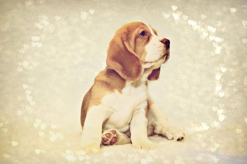 Beagle puppy [4] wallpaper