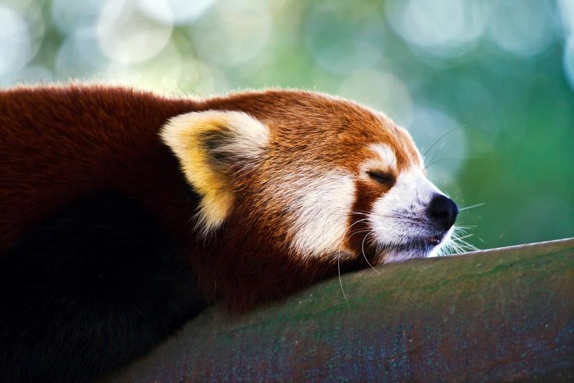 Red Panda HD Wallpaper For Mac