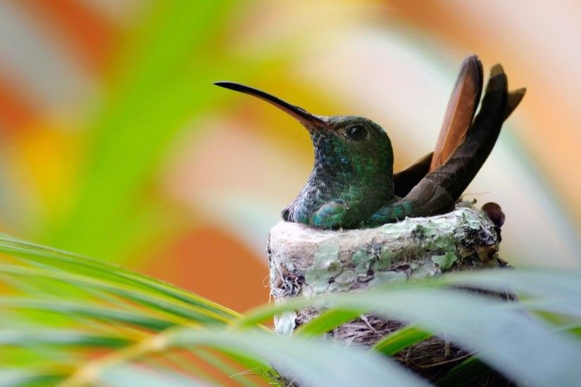 Hummingbird wallpapers and stock photos