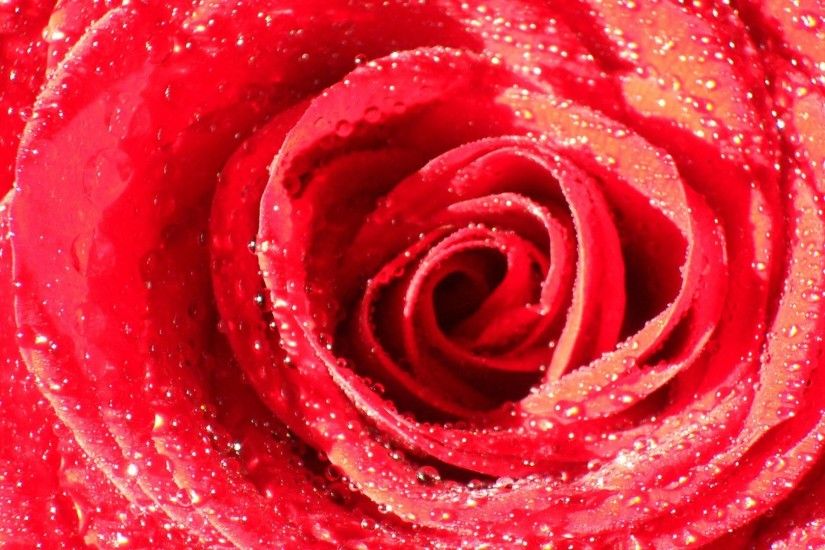 #EEAA99 Color - Wonderful Red Rose Flower Garden Desktop Backgrounds for HD  16:9