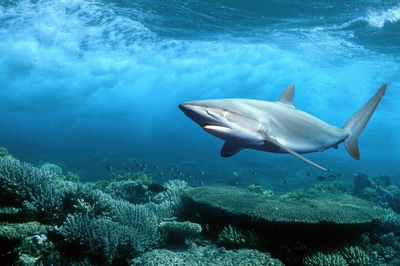 Gambar Ikan Hiu Martil | HD Wallpapers | Pinterest | Hd wallpaper and Shark