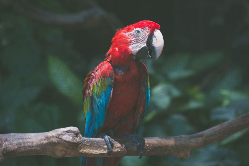 2560x1600 wallpaper Parrot, macaw, red, bird