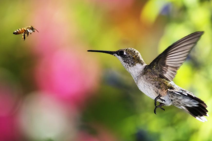 Hummingbird Wallpaper HD 346