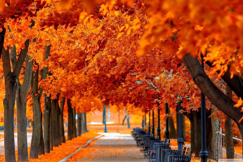 ... Fall HD Background Wallpapers 13530 - HD Wallpapers Site .