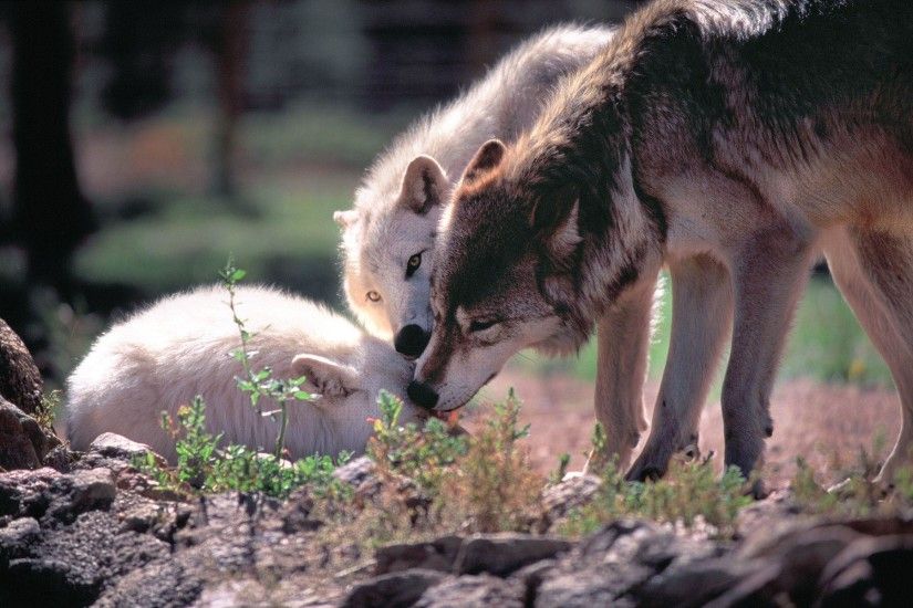 2560x1696 Other Trees Sunshine Wildlife Predator Wolfpack Wolf Arctic Free">
