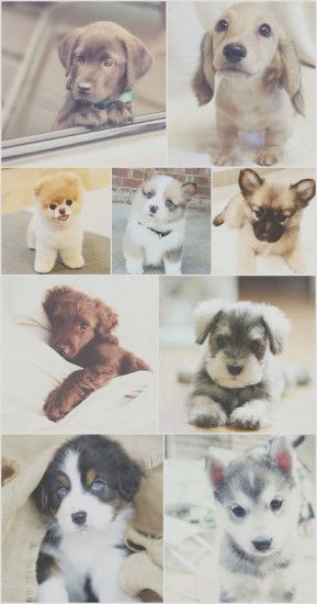 puppy, puppies, dog, dogs, wallpaper, background, iPhone, android,