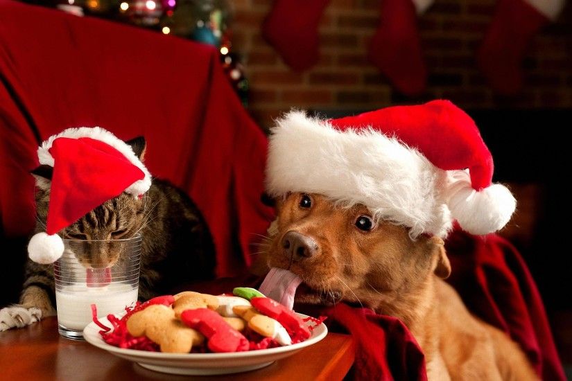 Wallpapers For > Cute Merry Christmas Wallpaper Cats