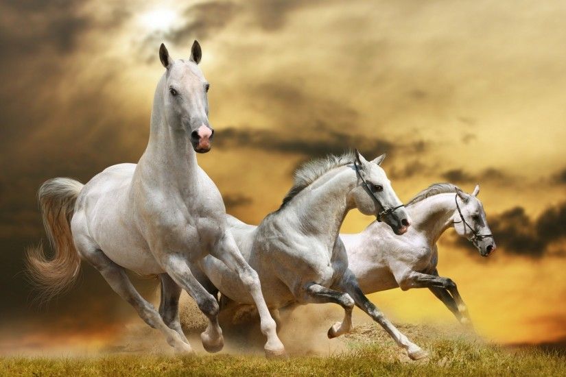 Animals horse cavalry mammal equestrian mare equine animal stallion HD  wallpaper. Android wallpapers for free.