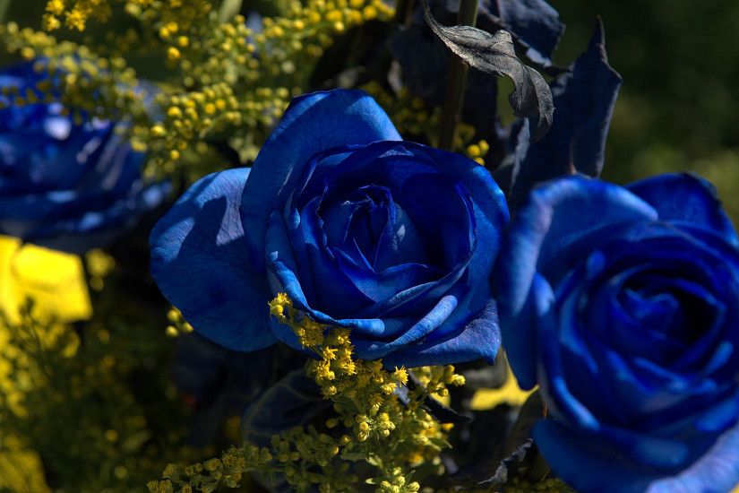 Blue Roses Wallpaper 10533