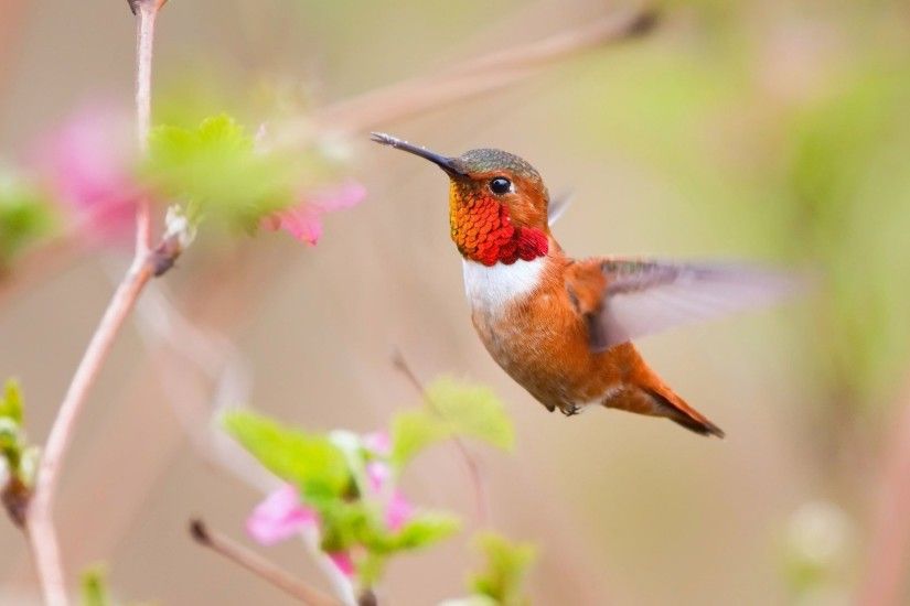 ... Hummingbird HD Wallpaper 2560x1600