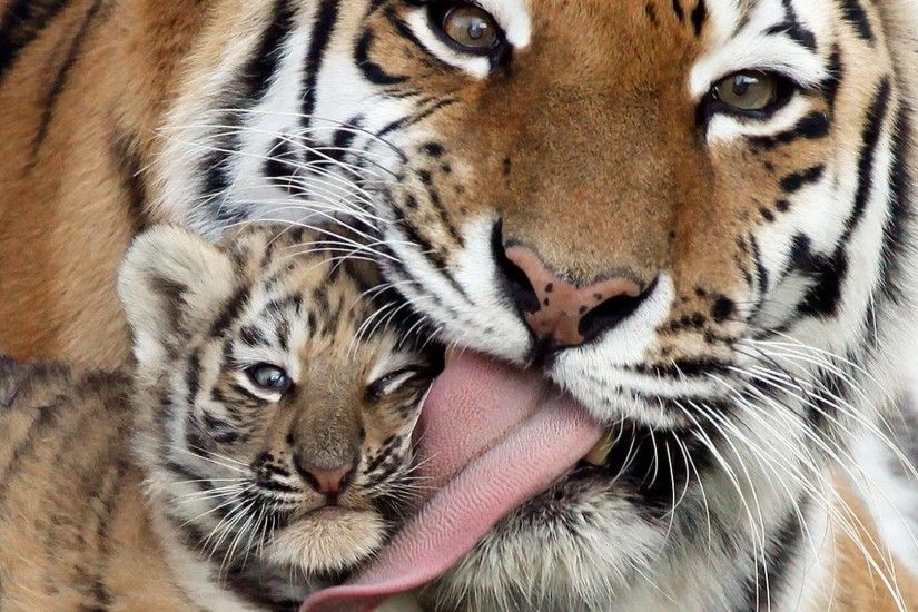 Baby Tiger Cool Backgrounds Wallpapers