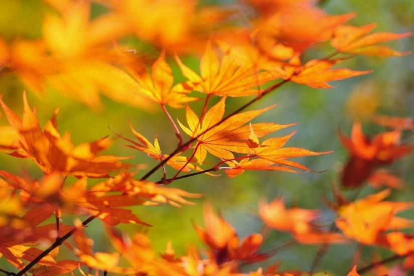 fall leaves desktop wallpaper