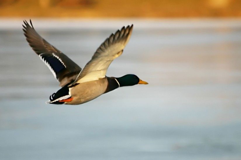 Mallard Duck Pictures